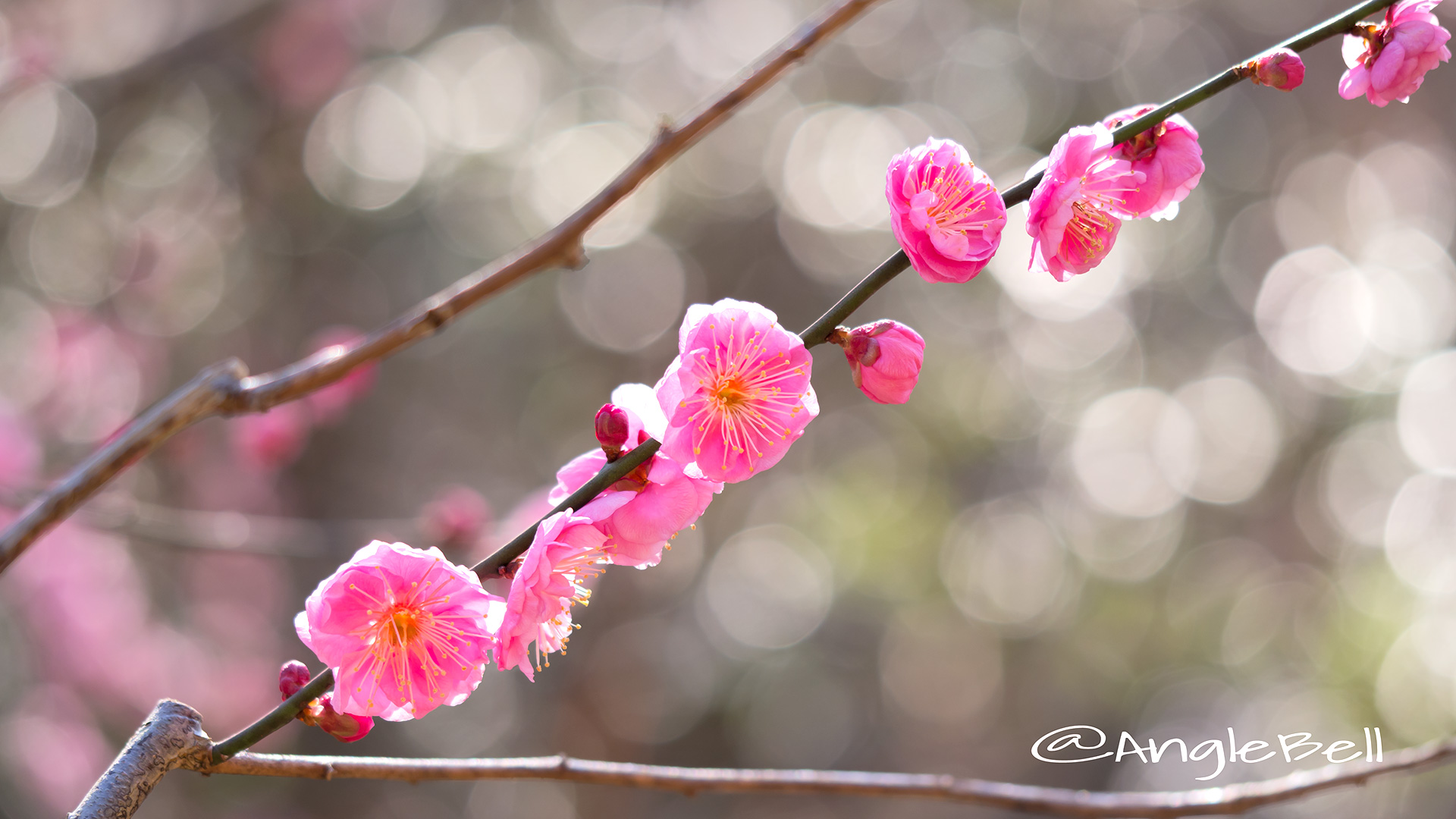 ウメ 梅 Flower Photo3