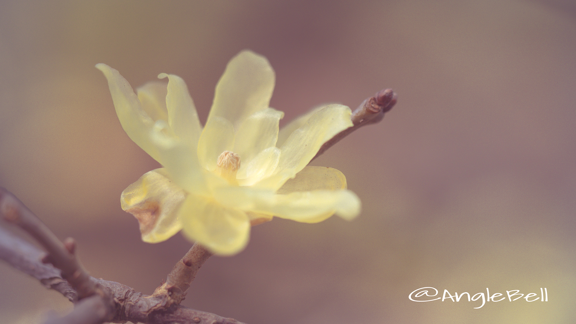 ソシンロウバイ 素心蝋梅 Flower Photo5