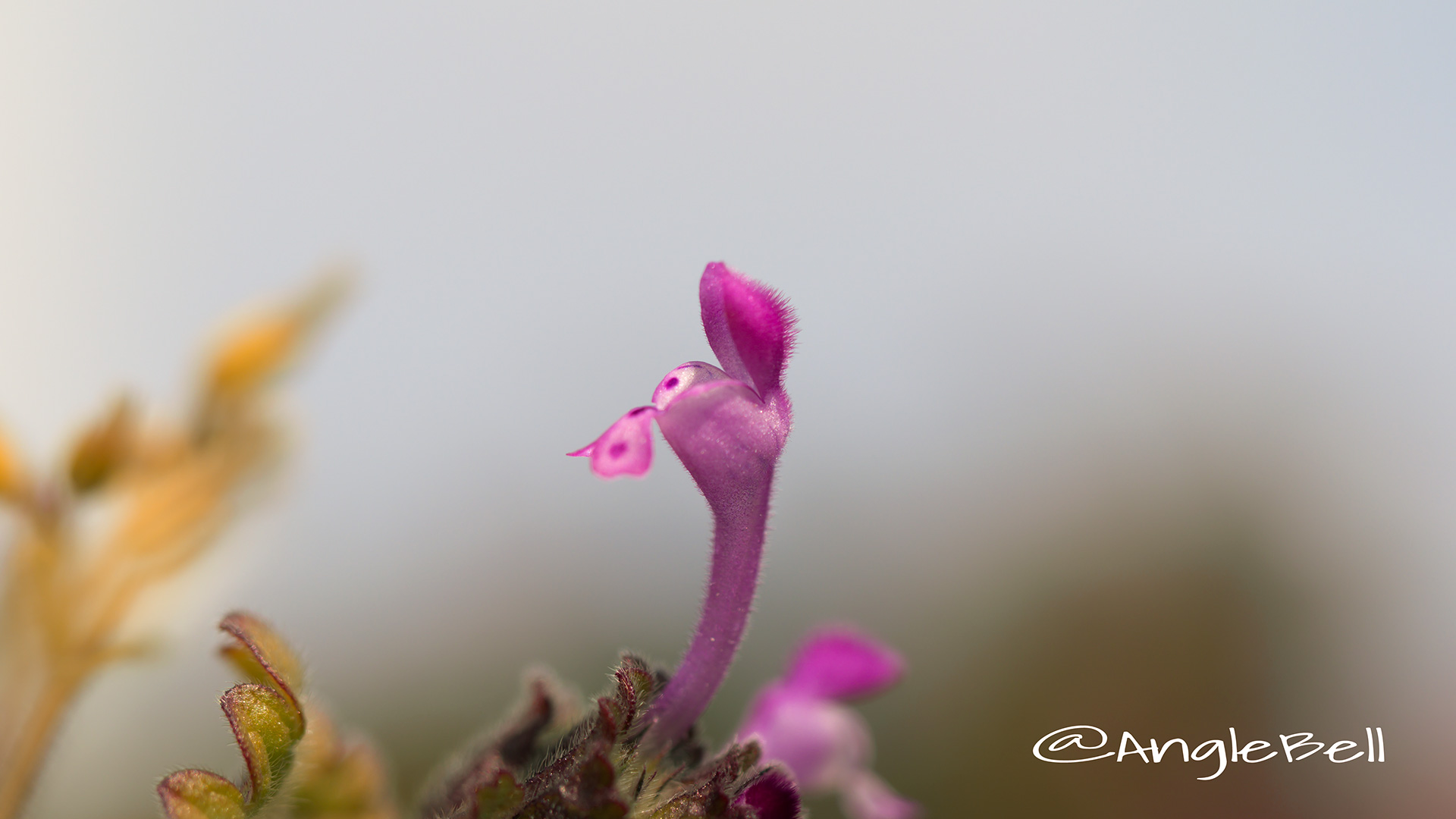 ホトケノザ 仏の座 Flower Photo1