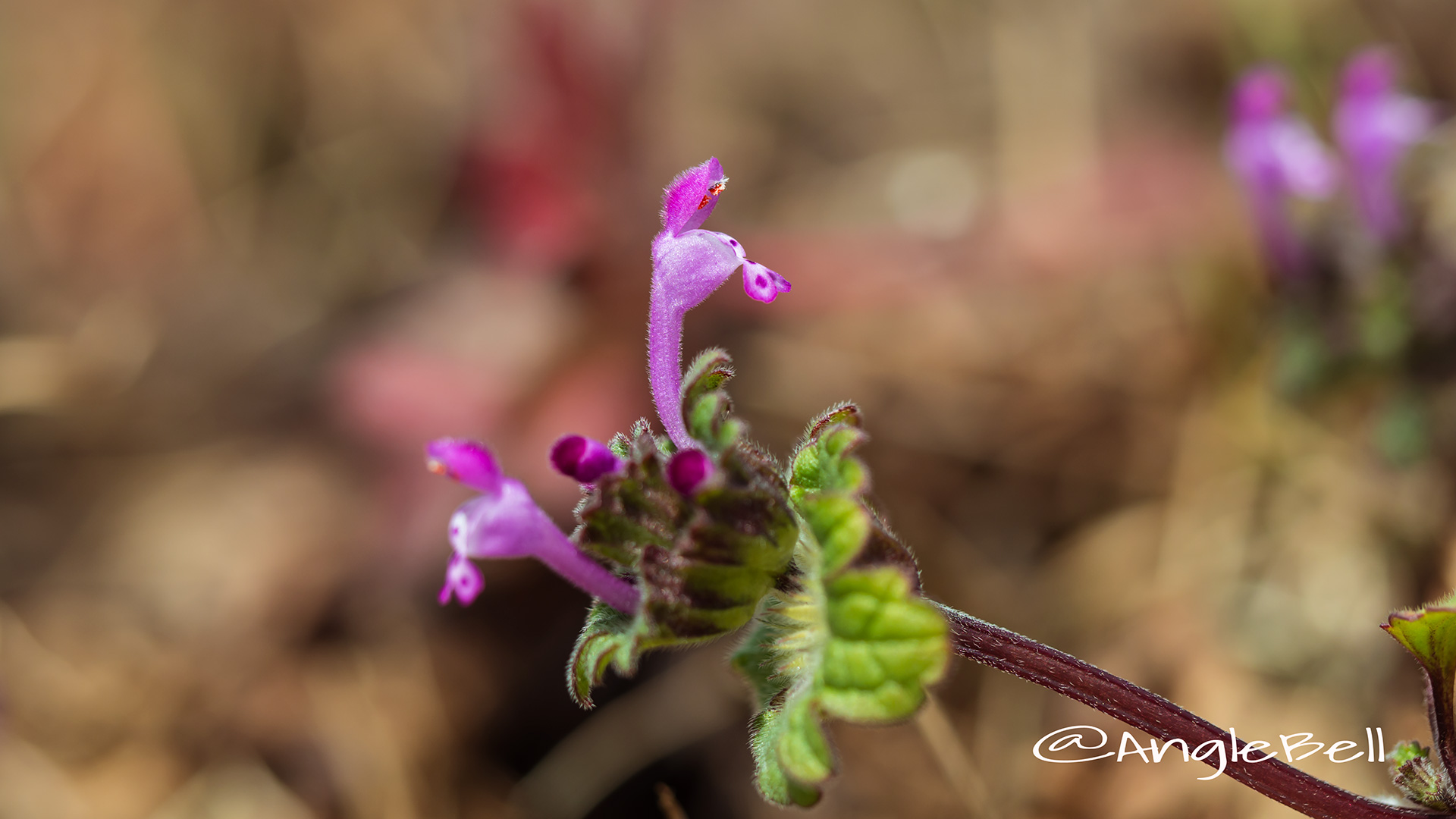 ホトケノザ 仏の座 Flower Photo3