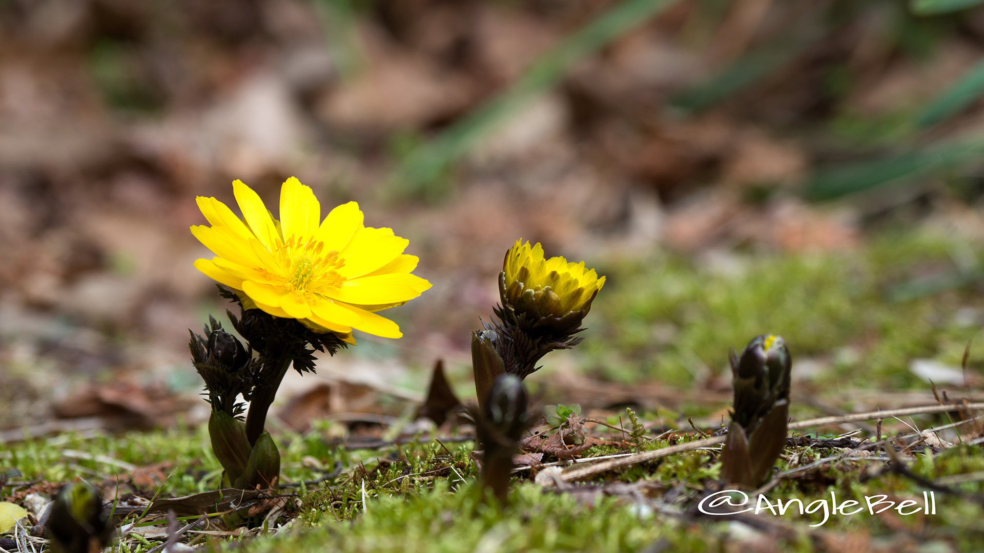 フクジュソウ 福寿草 Flower Photo2