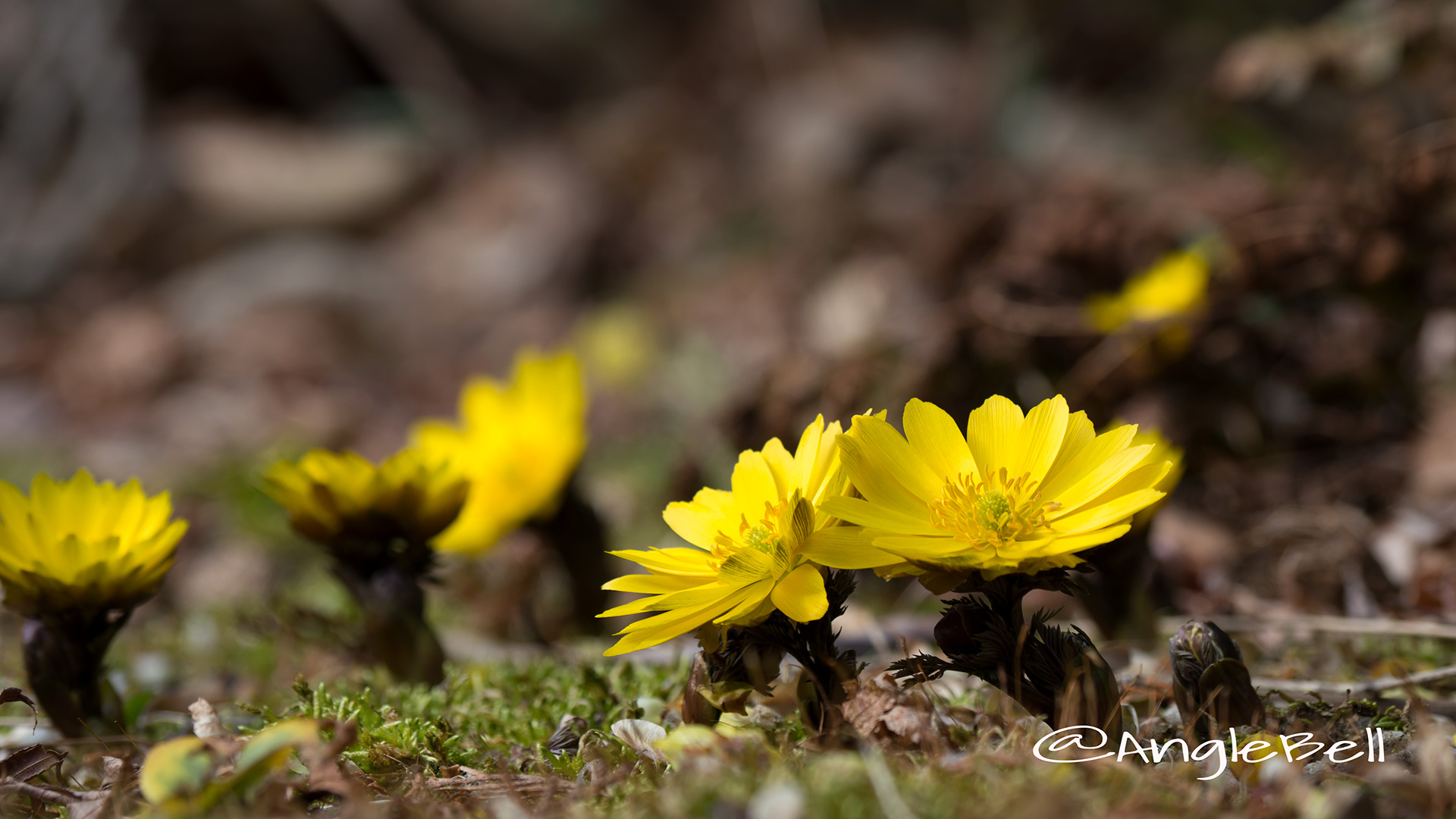 フクジュソウ 福寿草 Flower Photo4