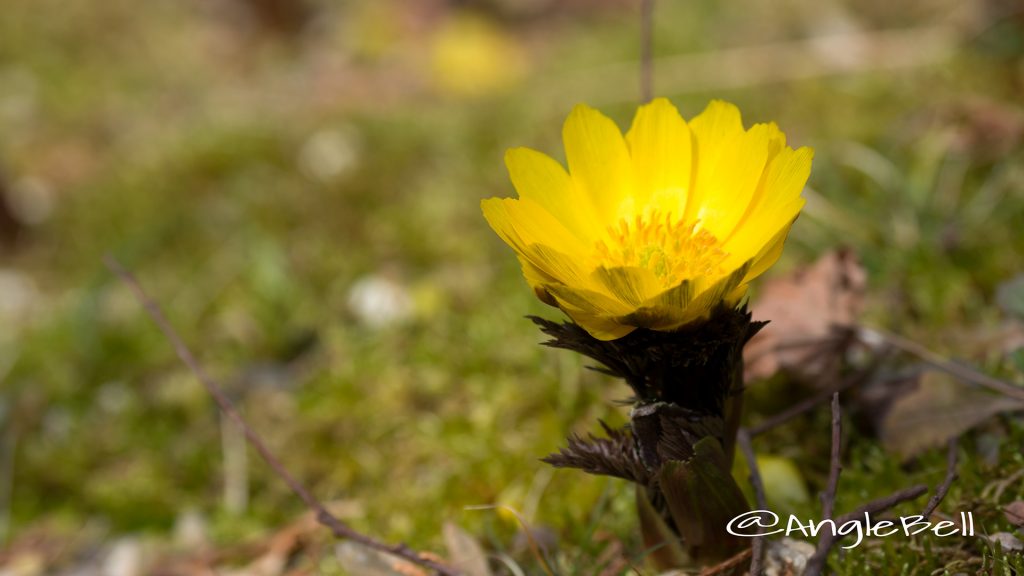 フクジュソウ 福寿草 Flower Photo1