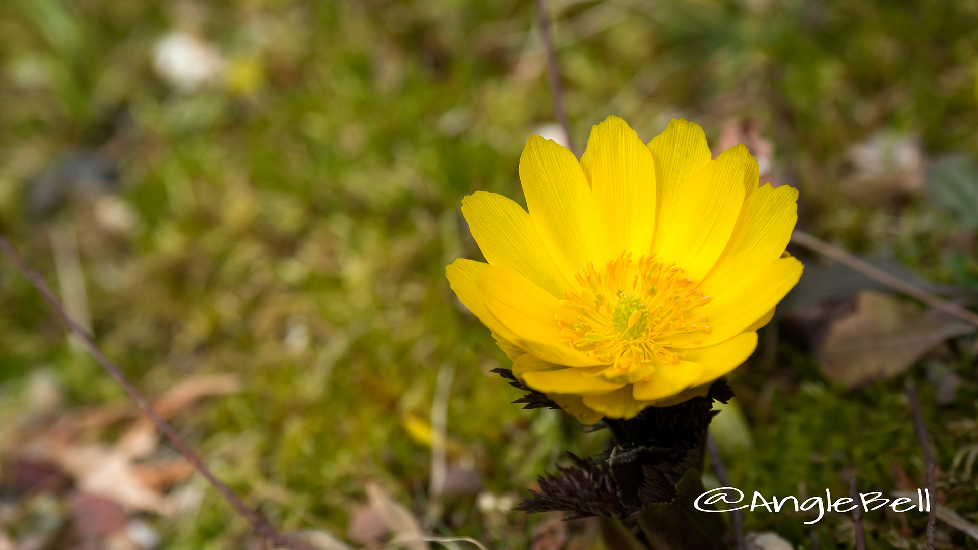 フクジュソウ 福寿草 Flower Photo3