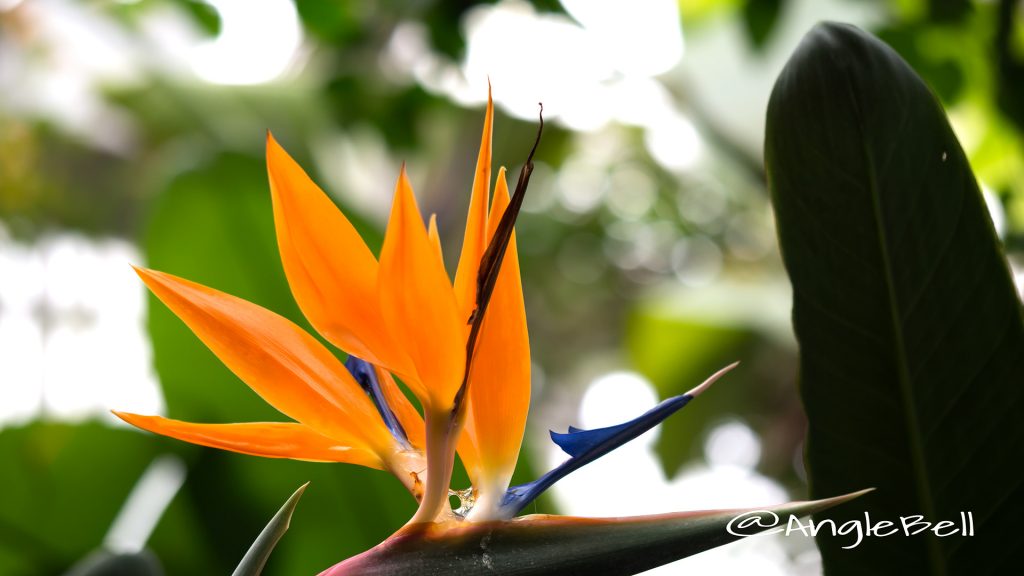 ストレリチア 極楽鳥花 Flower Photo3