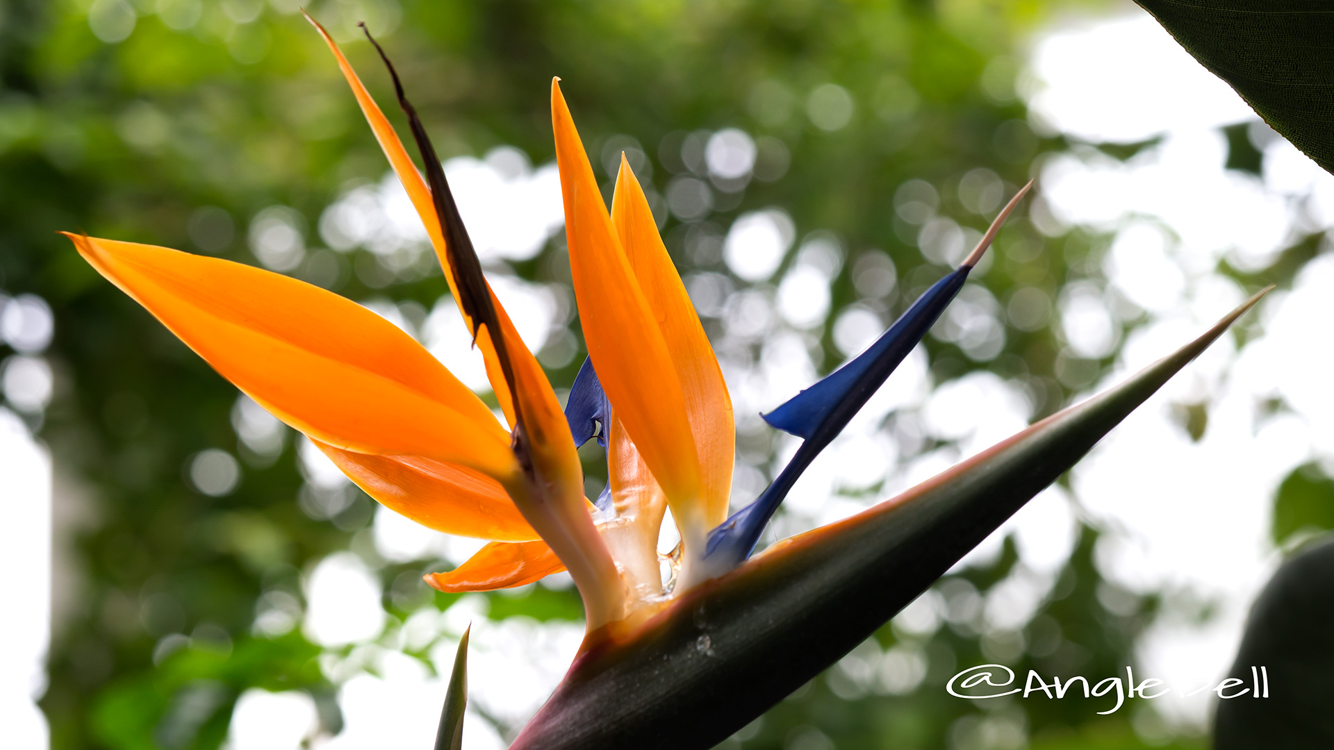 ストレリチア 極楽鳥花 Flower Photo1