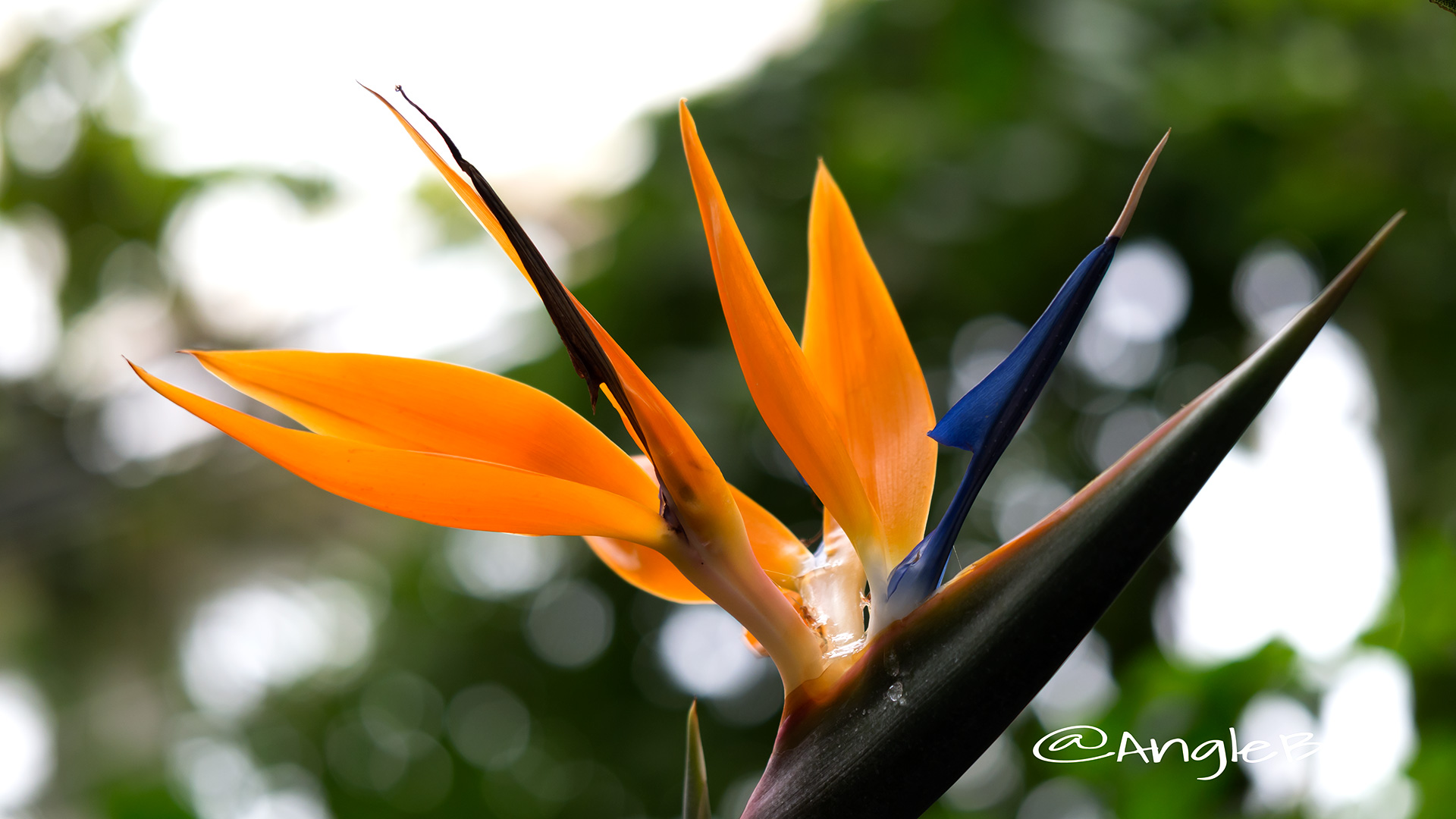 ストレリチア 極楽鳥花 Flower Photo2