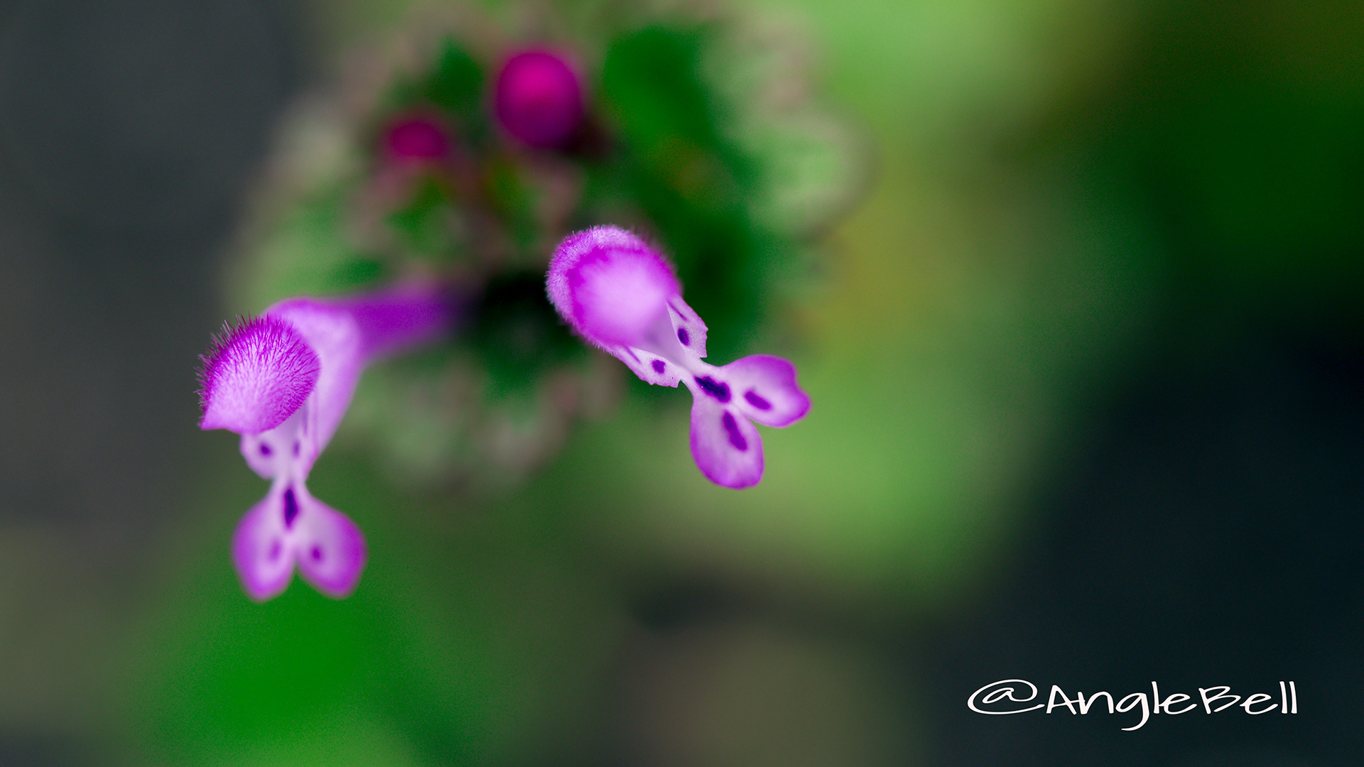 ホトケノザ 仏の座 Flower Photo4