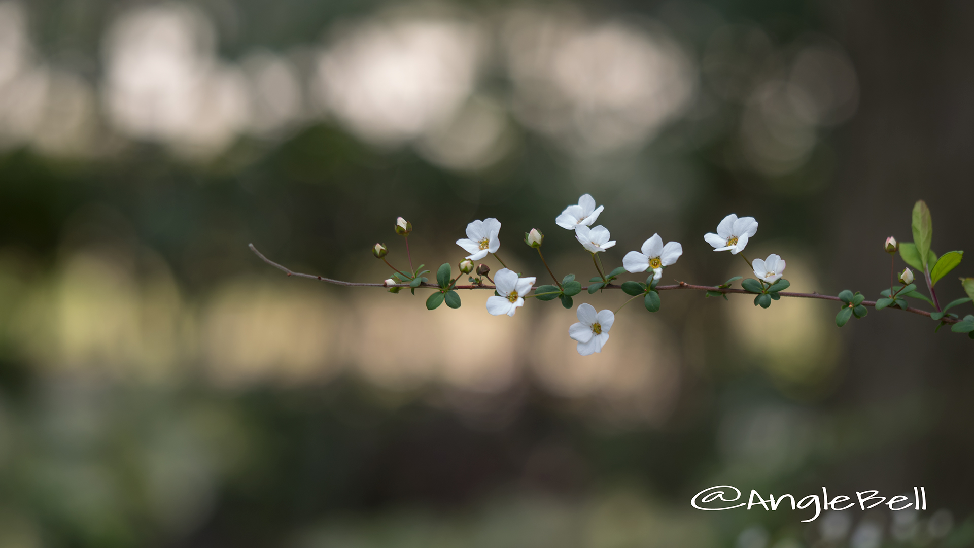 ユキヤナギ 雪柳 Flower Photo5