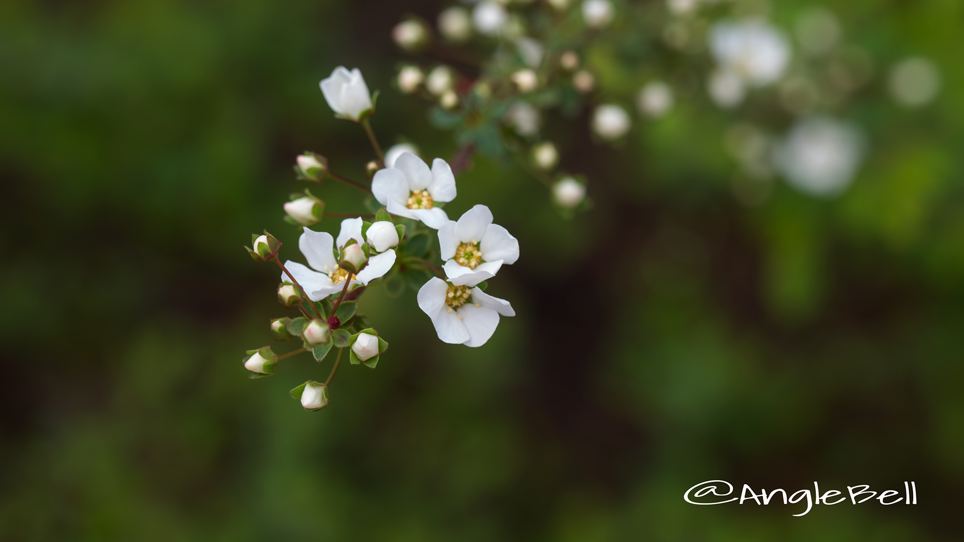 ユキヤナギ 雪柳 Flower Photo4