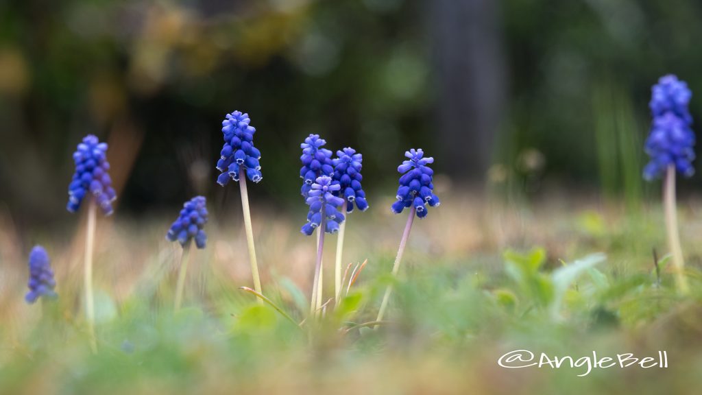 ムスカリ Flower Photo1
