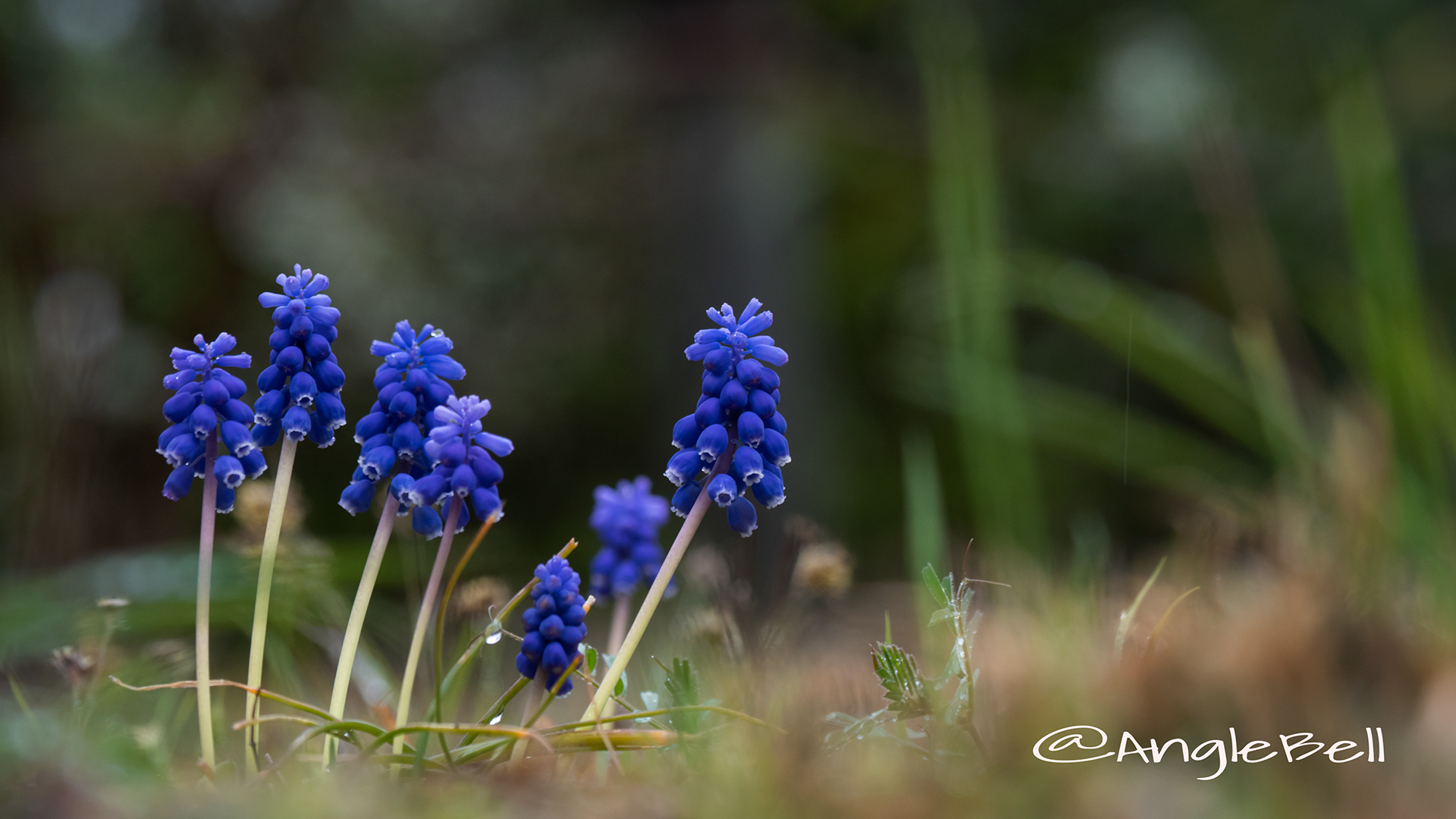 ムスカリ Flower Photo3