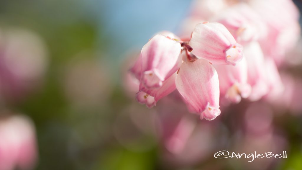 アセビ 馬酔木 Flower Photo1