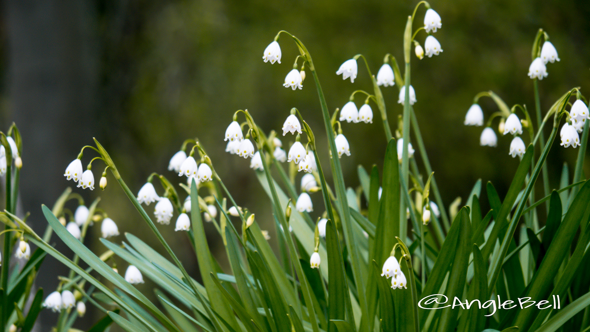 スズランズイセン 鈴蘭水仙 Flower Photo2