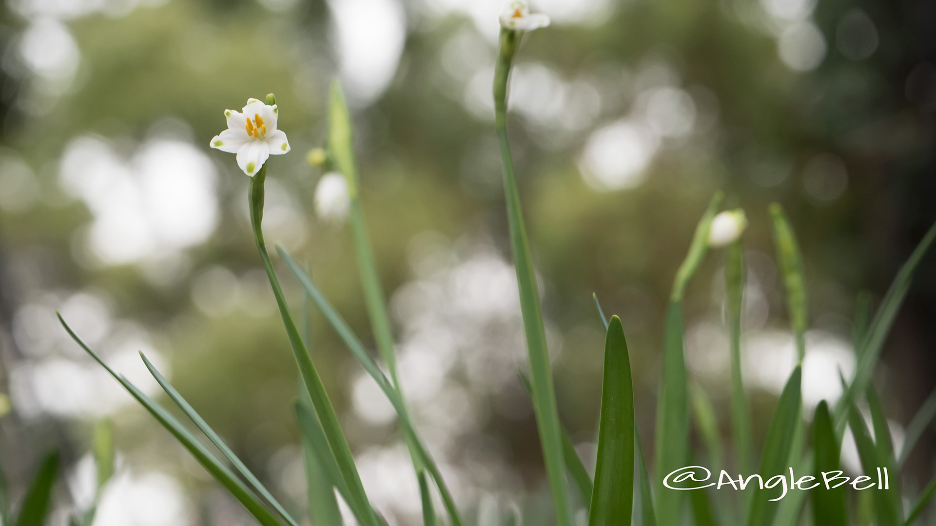 スズランズイセン 鈴蘭水仙 Flower Photo1