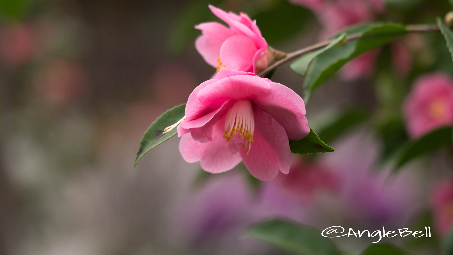 ツバキ 椿 Flower Photo3