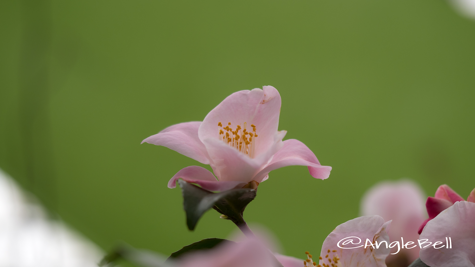 ツバキ 椿 Flower Photo4
