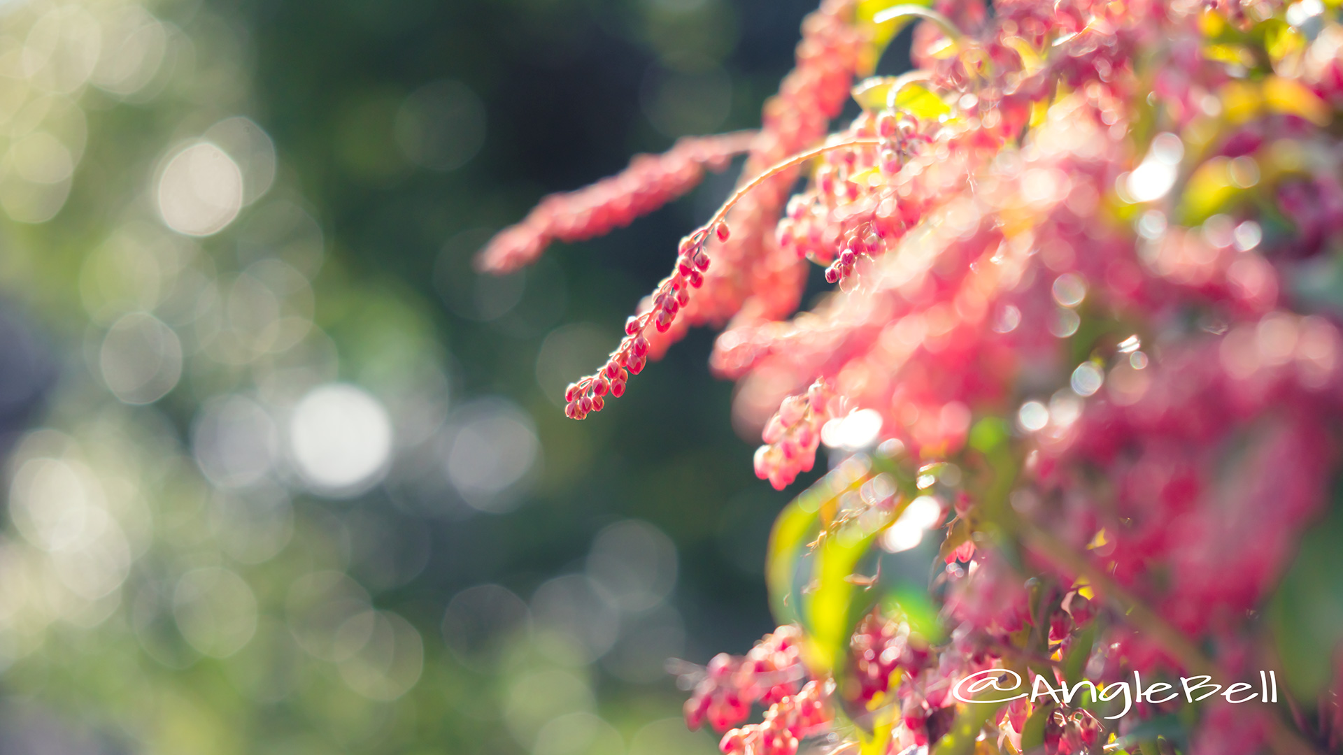 アセビ 馬酔木 Flower Photo2