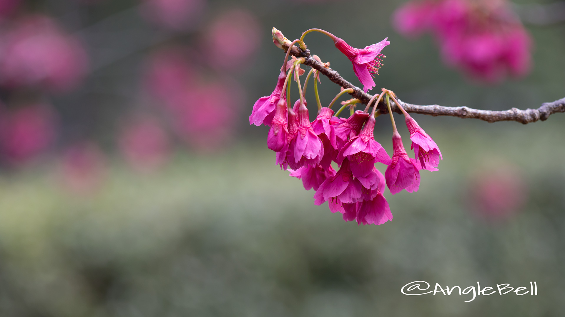 カンヒザクラ 寒緋桜 Flower Photo4