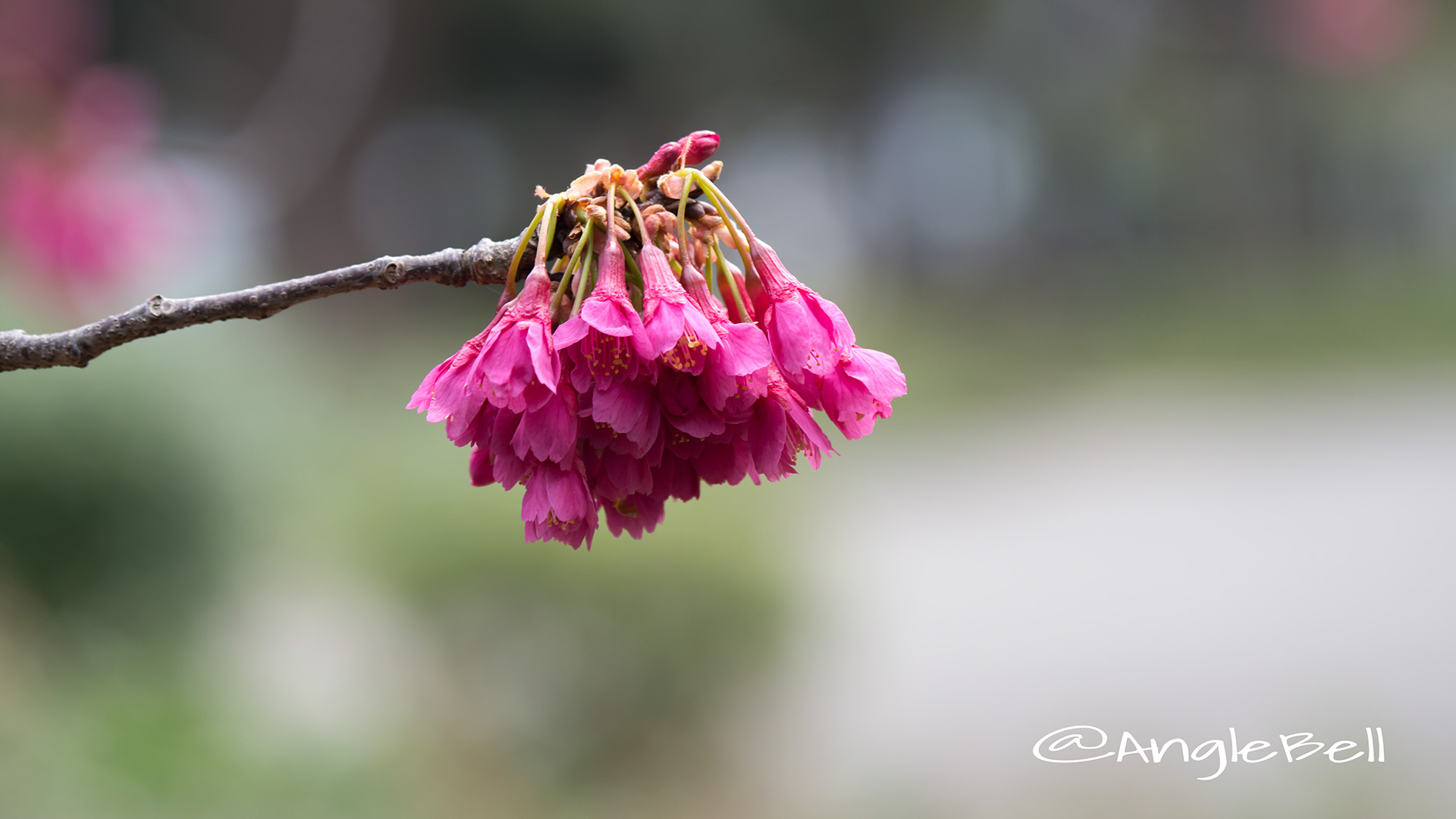 カンヒザクラ 寒緋桜 Flower Photo2