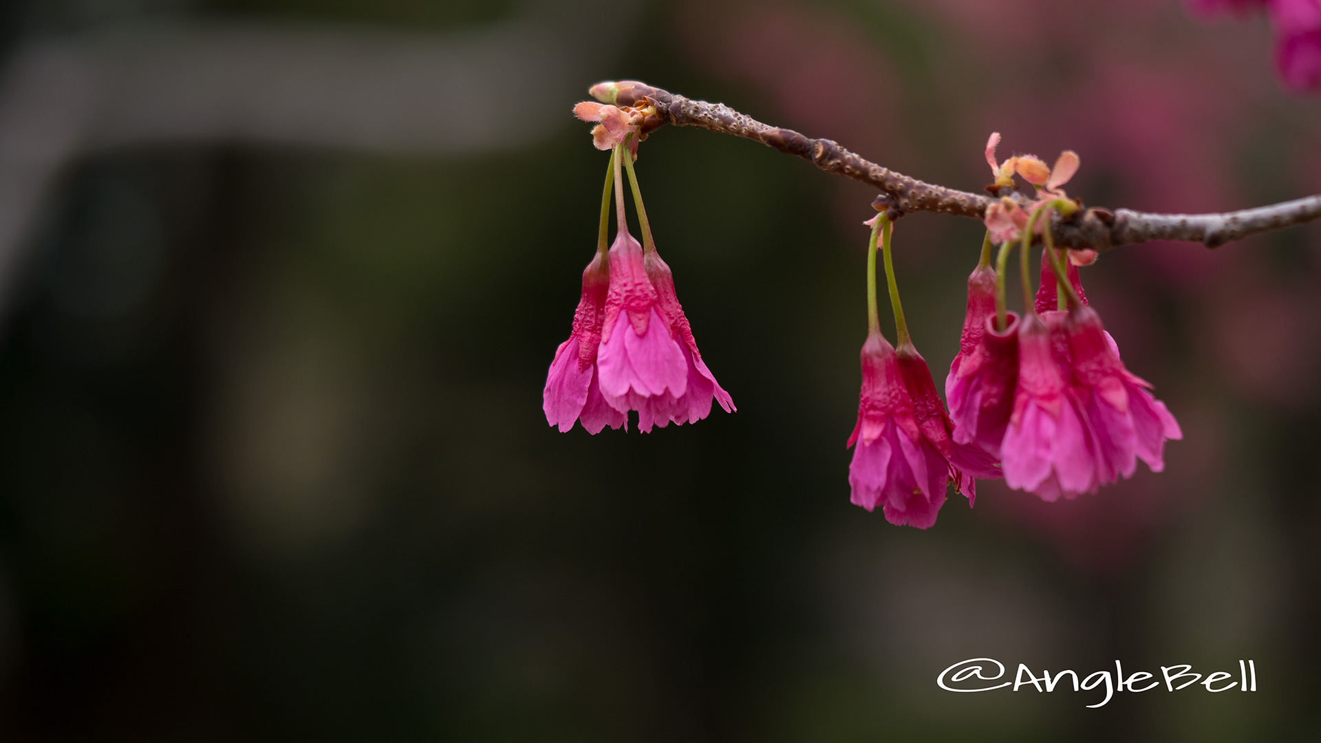 カンヒザクラ 寒緋桜 Flower Photo3