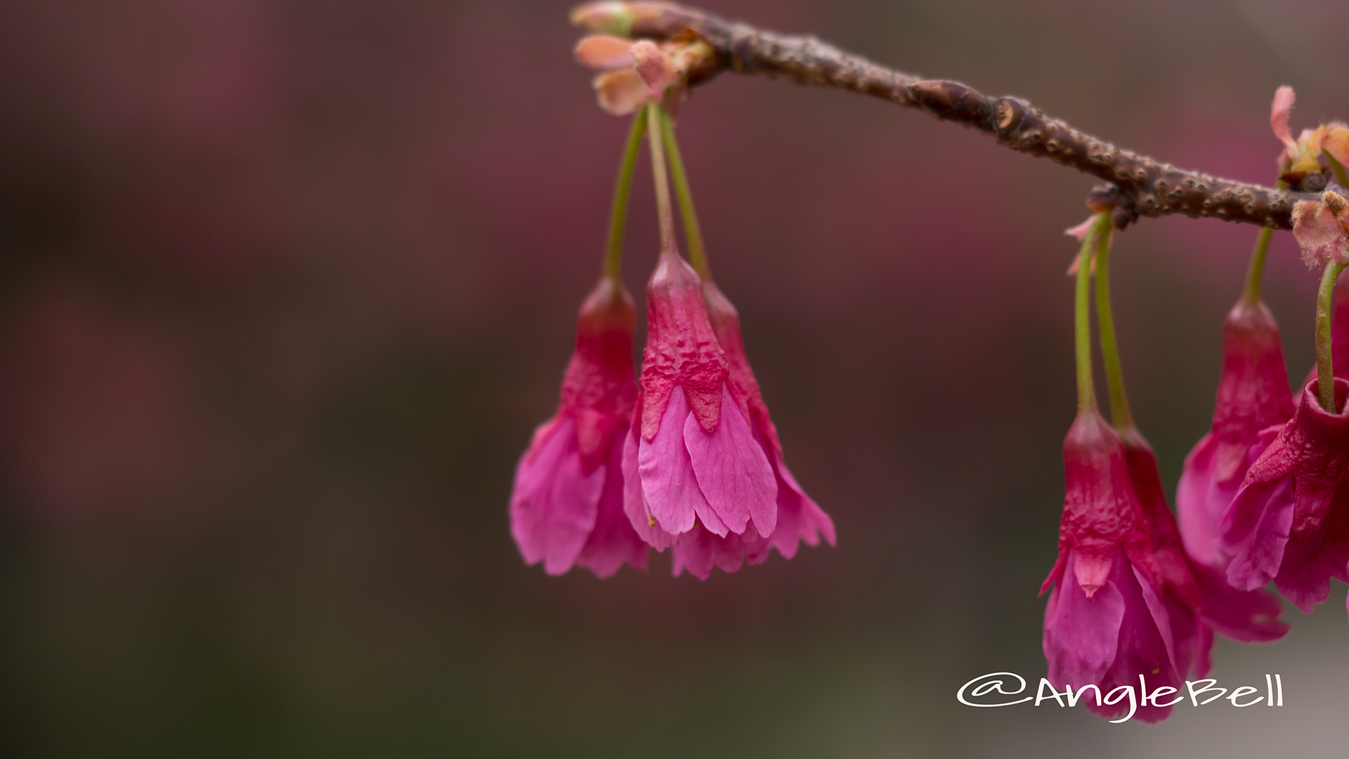 カンヒザクラ 寒緋桜 Flower Photo1