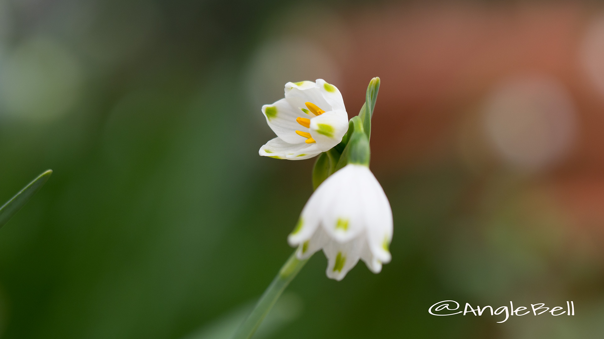スノーフレーク Flower Photo3