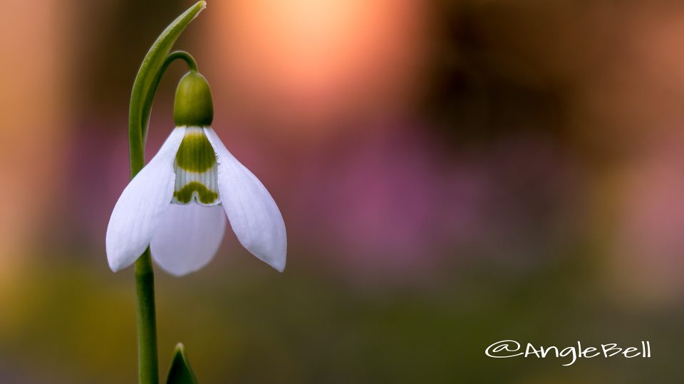 スノードロップ