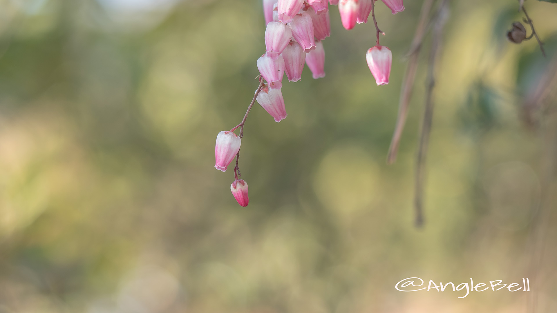 アセビ 馬酔木 Flower Photo3