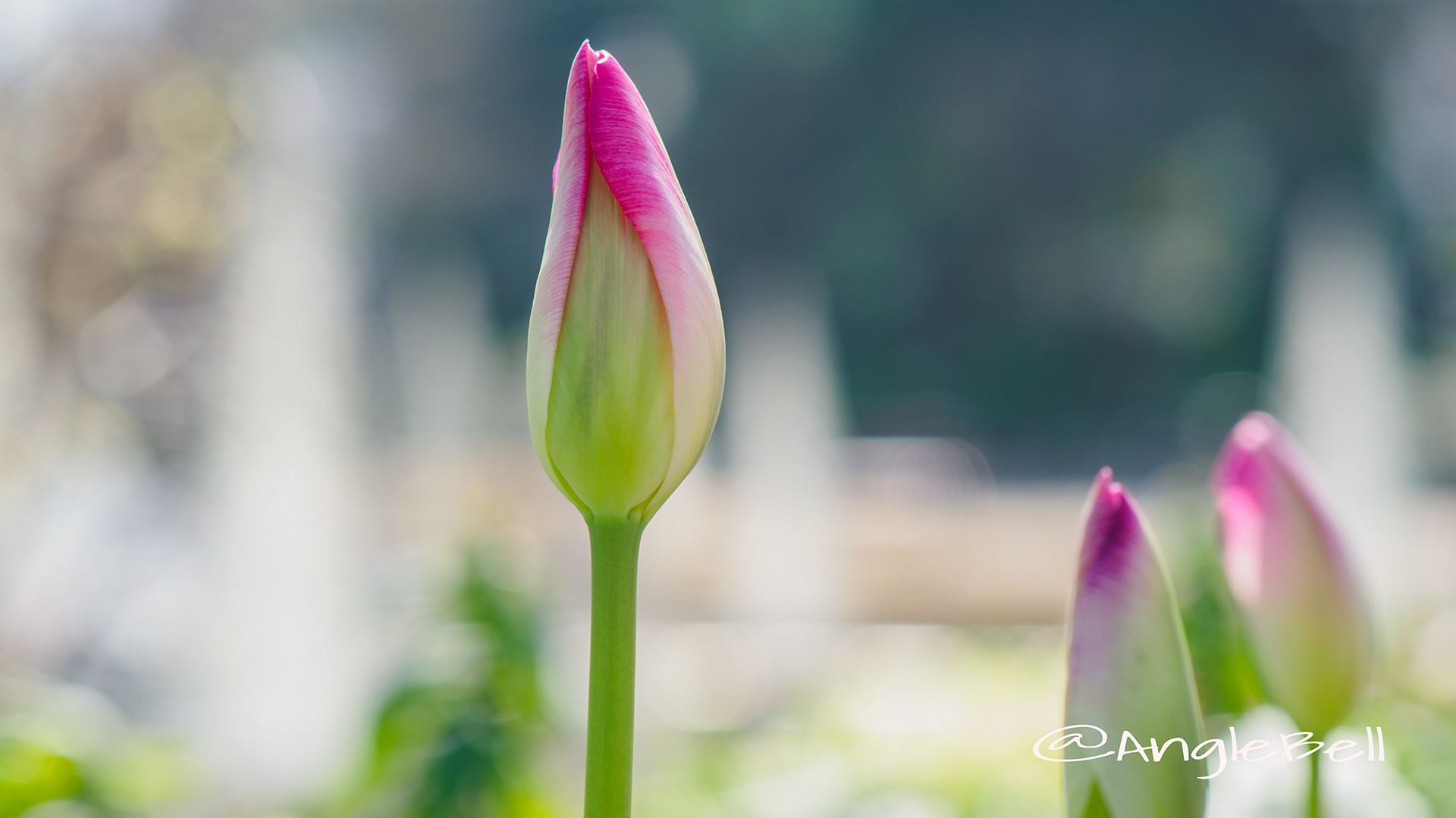 チューリップ Flower Photo5