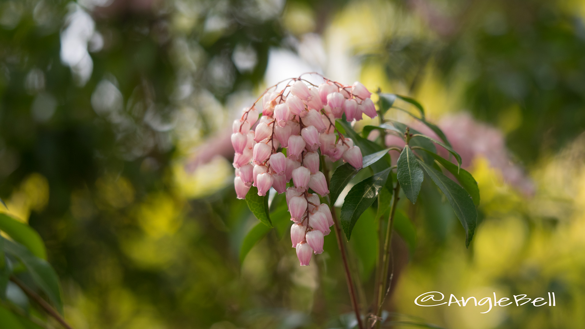 アセビ 馬酔木 Flower Photo4