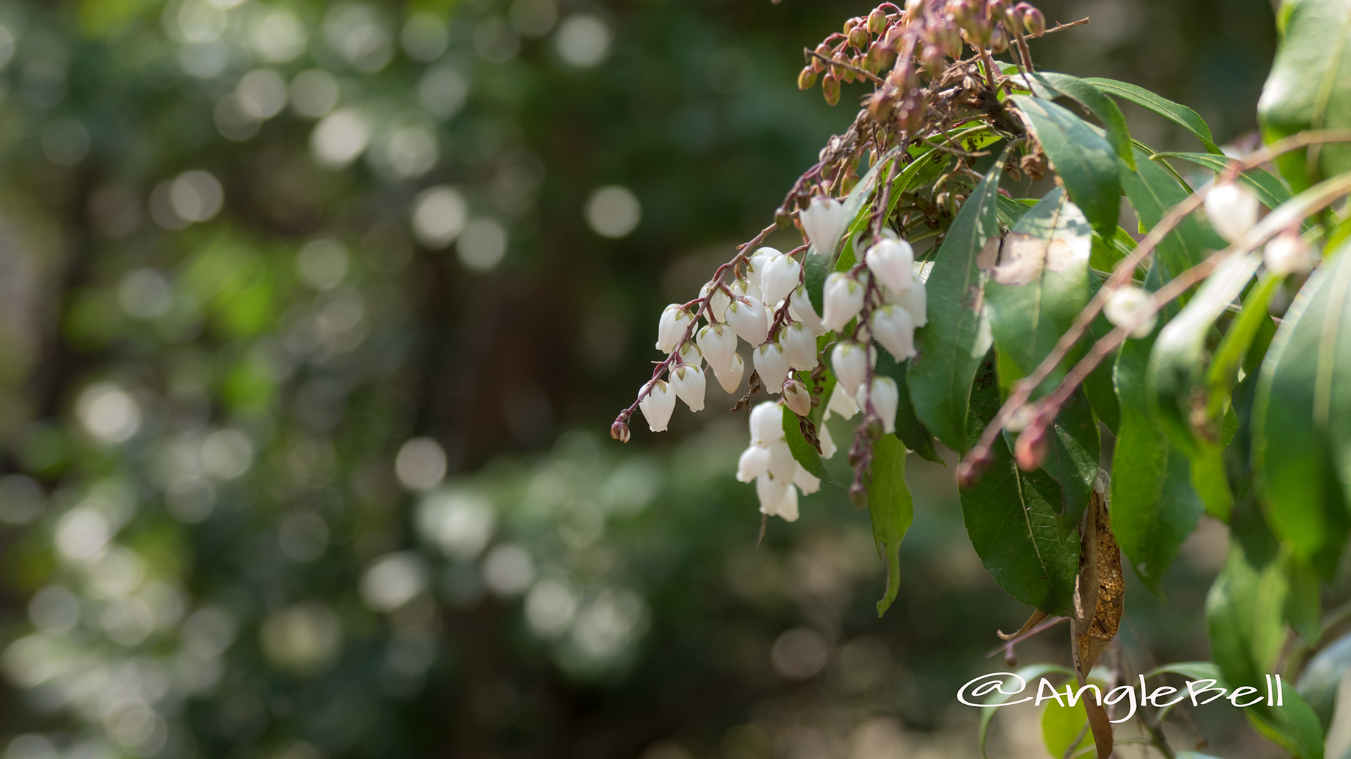 アセビ 馬酔木 Flower Photo5