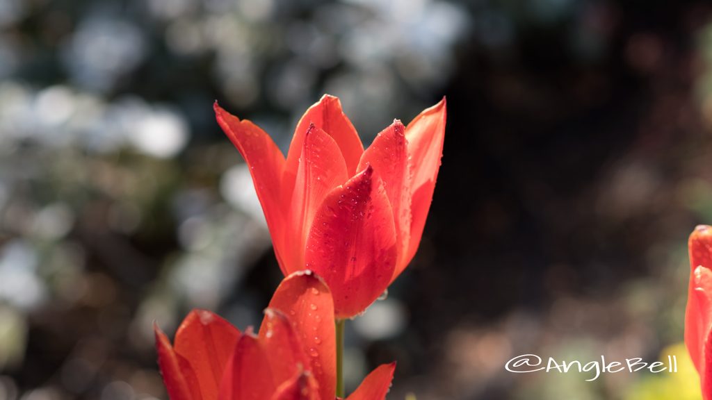 チューリップ Flower Photo1