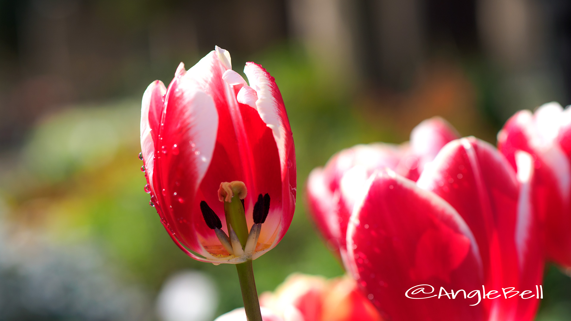 チューリップ Flower Photo4