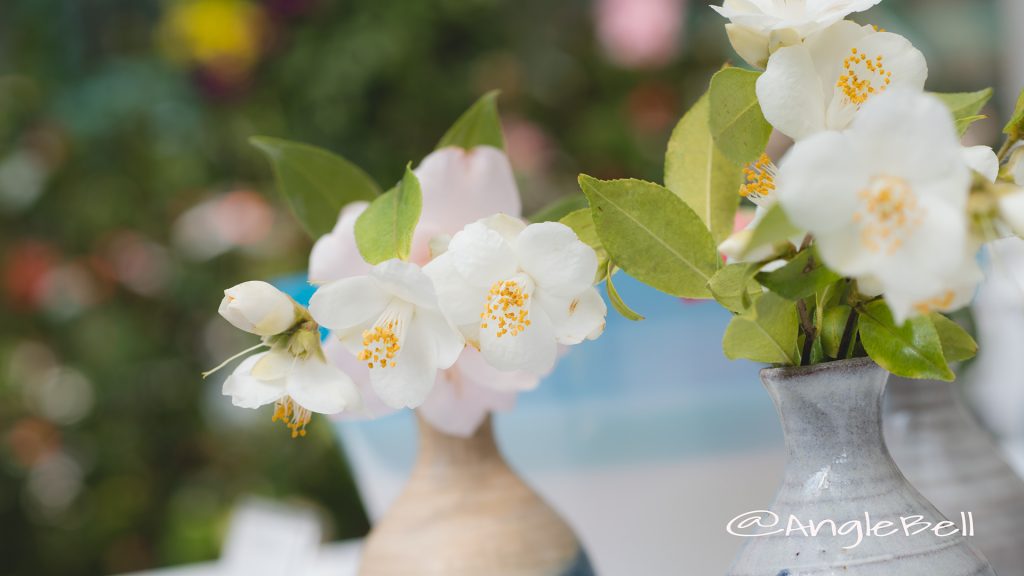 ツバキ 椿 Flower Photo1