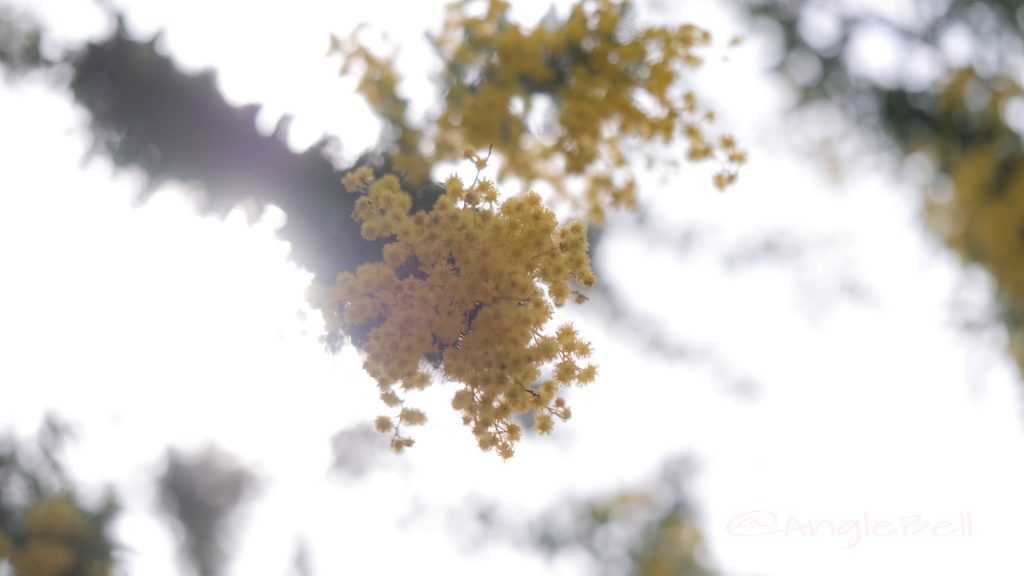 ミモザ Flower Photo1