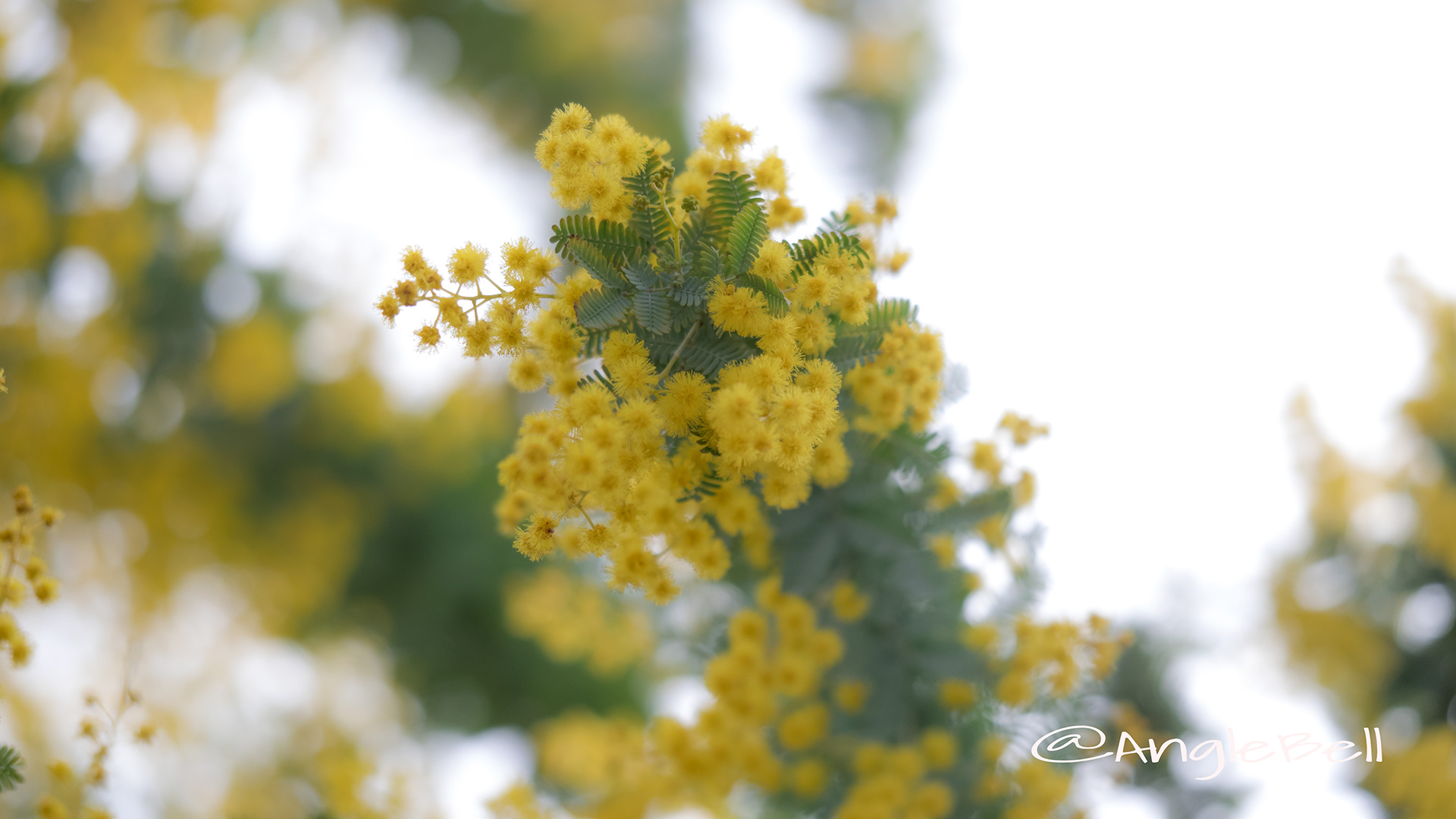 ミモザ Flower Photo5