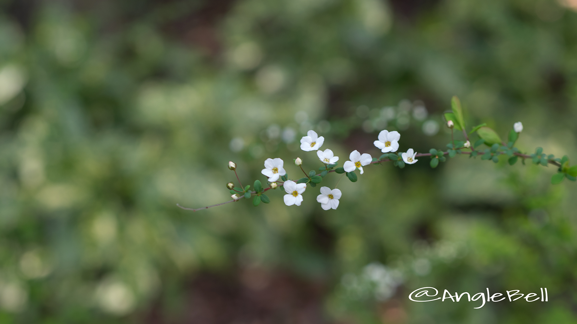 ユキヤナギ 雪柳 Flower Photo3