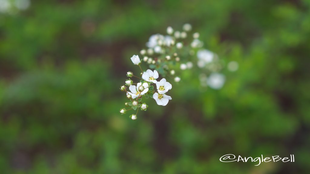 ユキヤナギ 雪柳 Flower Photo1