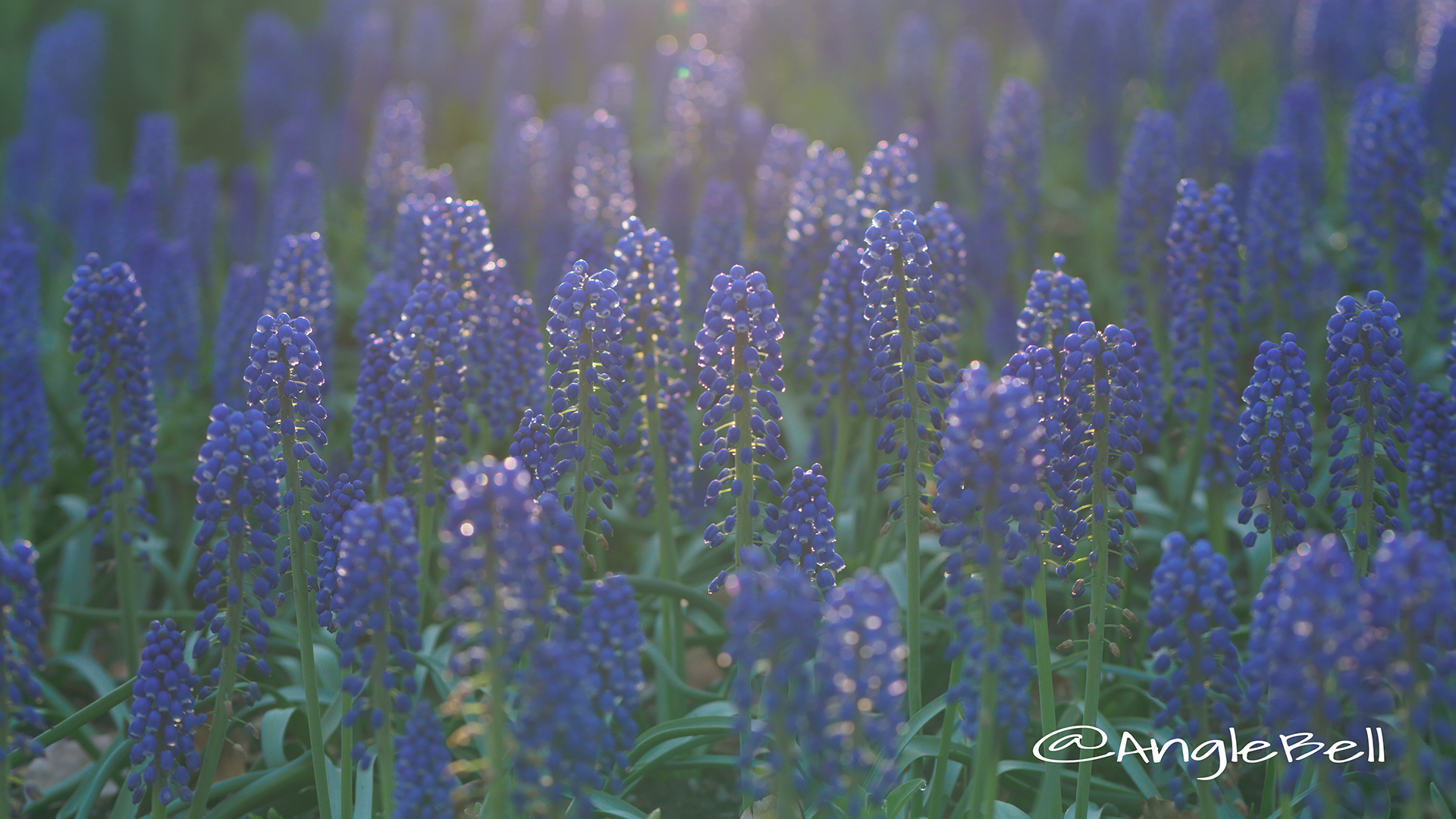 ムスカリ Flower Photo