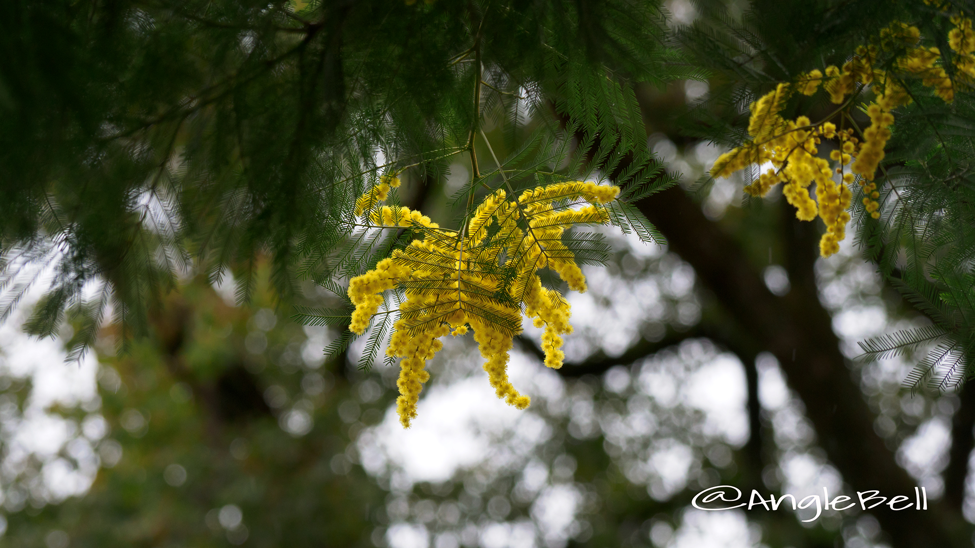 ミモザ Flower Photo6