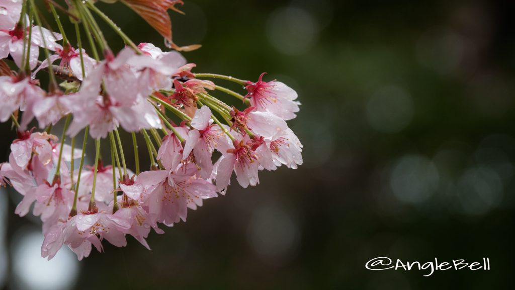 サクラ 桜 Flower Photo1