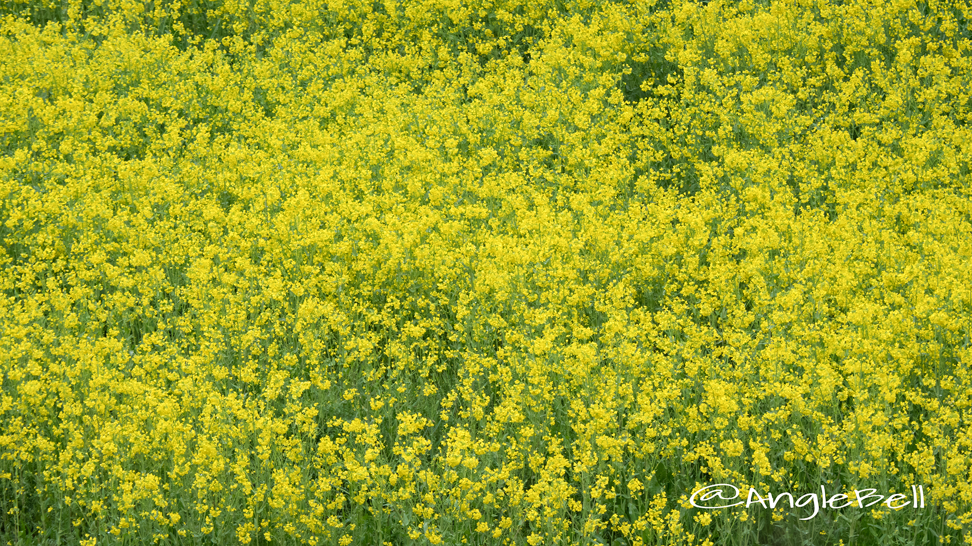 ナノハナ 菜の花 Flower Photo3