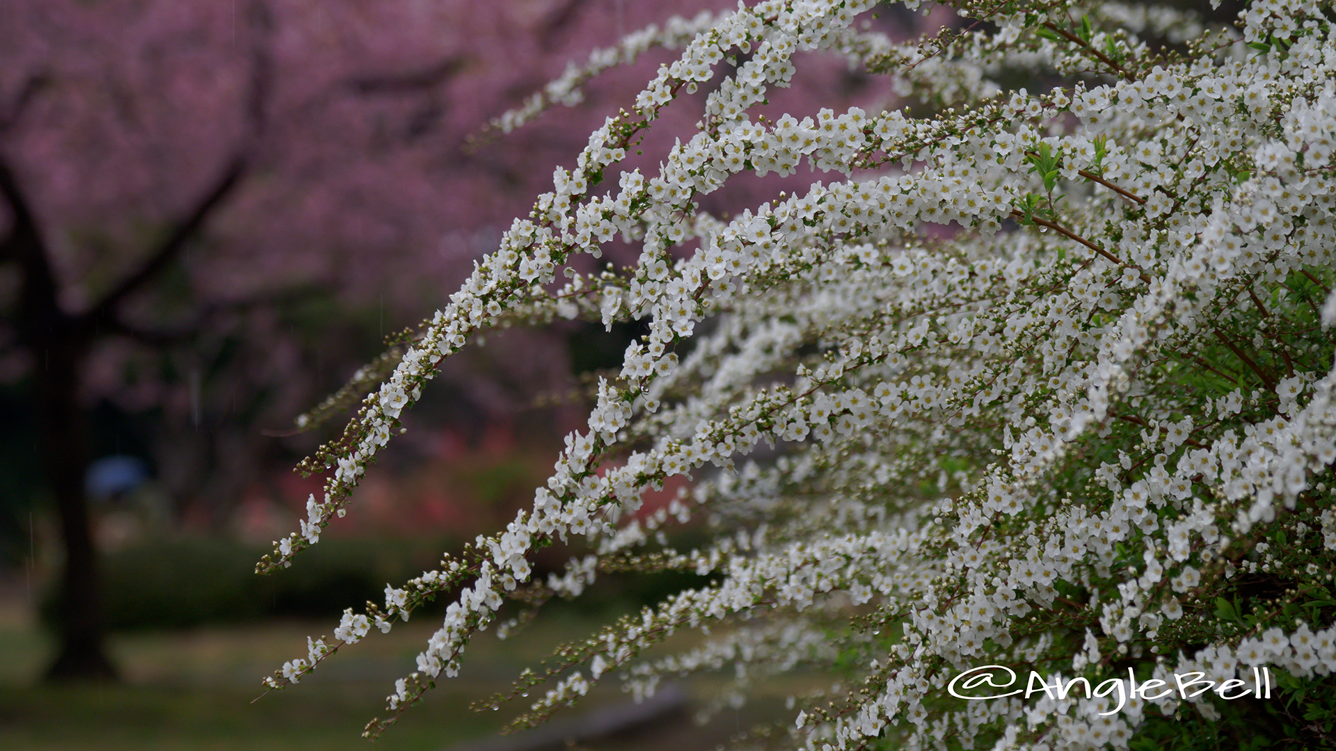 ユキヤナギ 雪柳 Flower Photo6