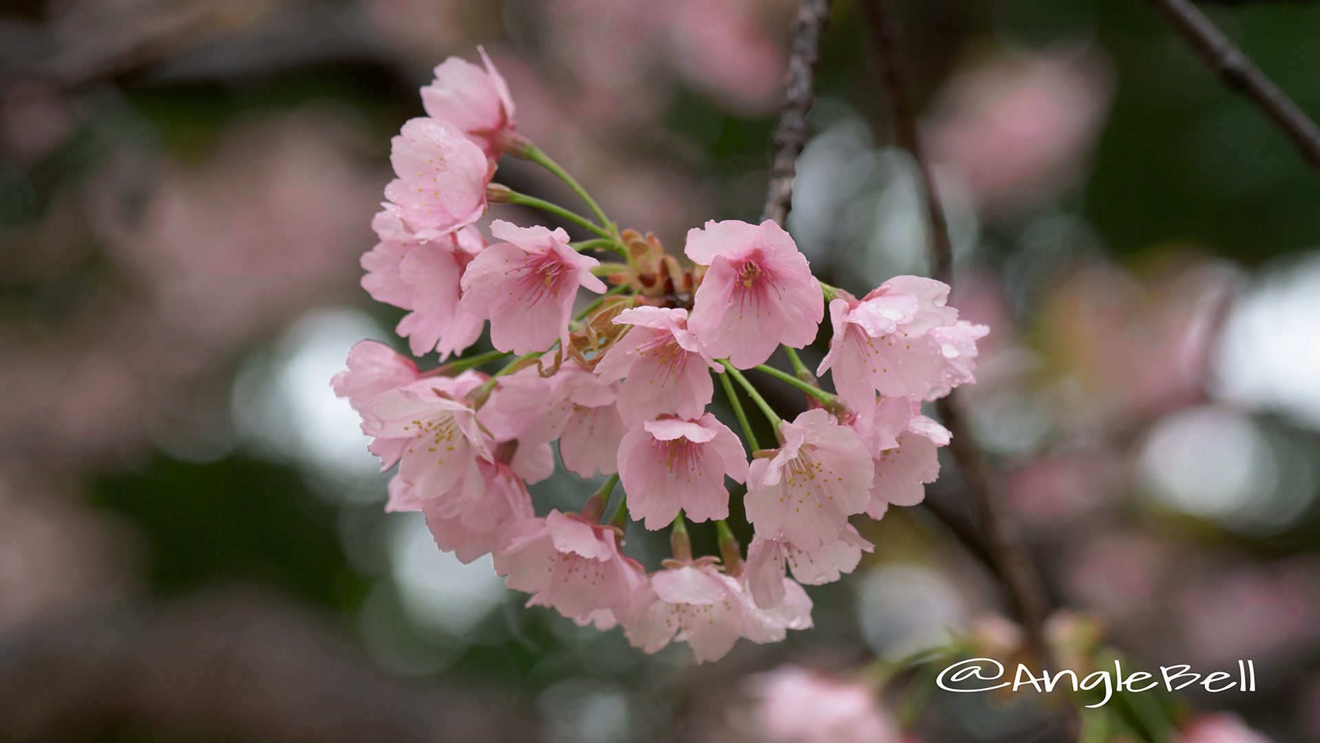 サクラ 桜 Flower Photo2