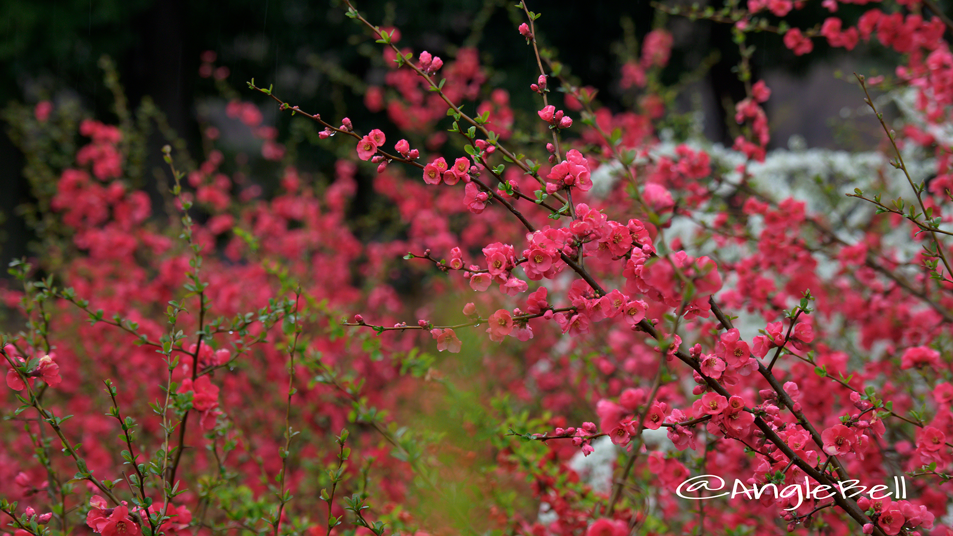 ボケ 木瓜 Flower Photo4