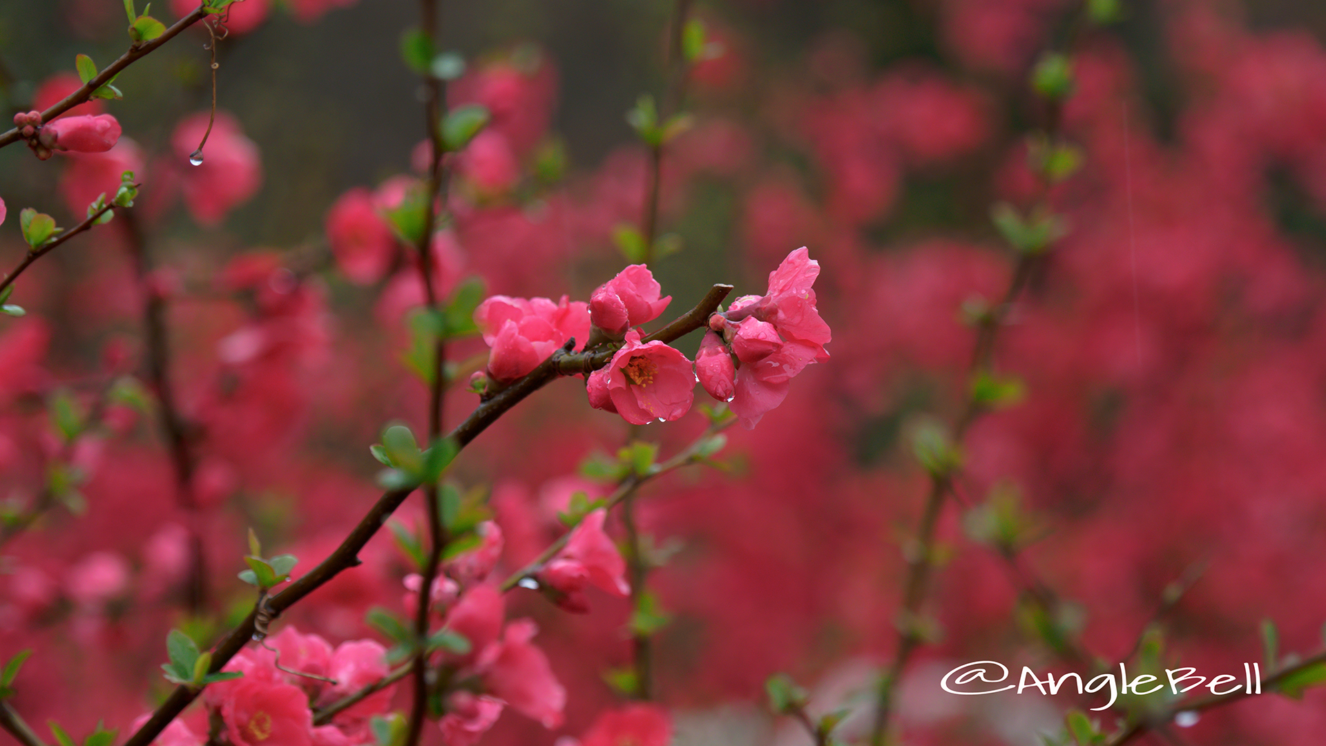 ボケ 木瓜 Flower Photo4