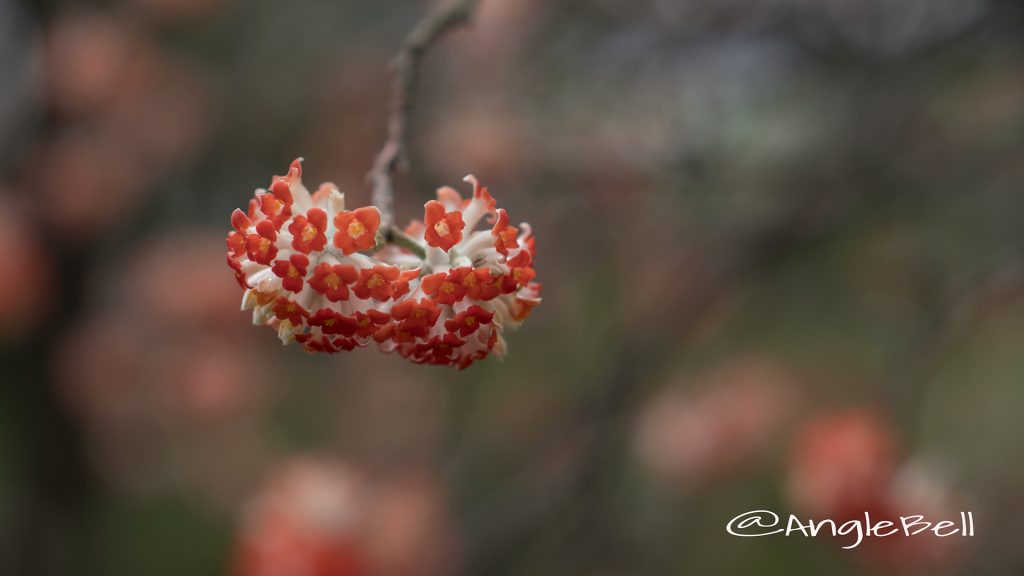 アカバナミツマタ 赤花三椏 Flower Photo1