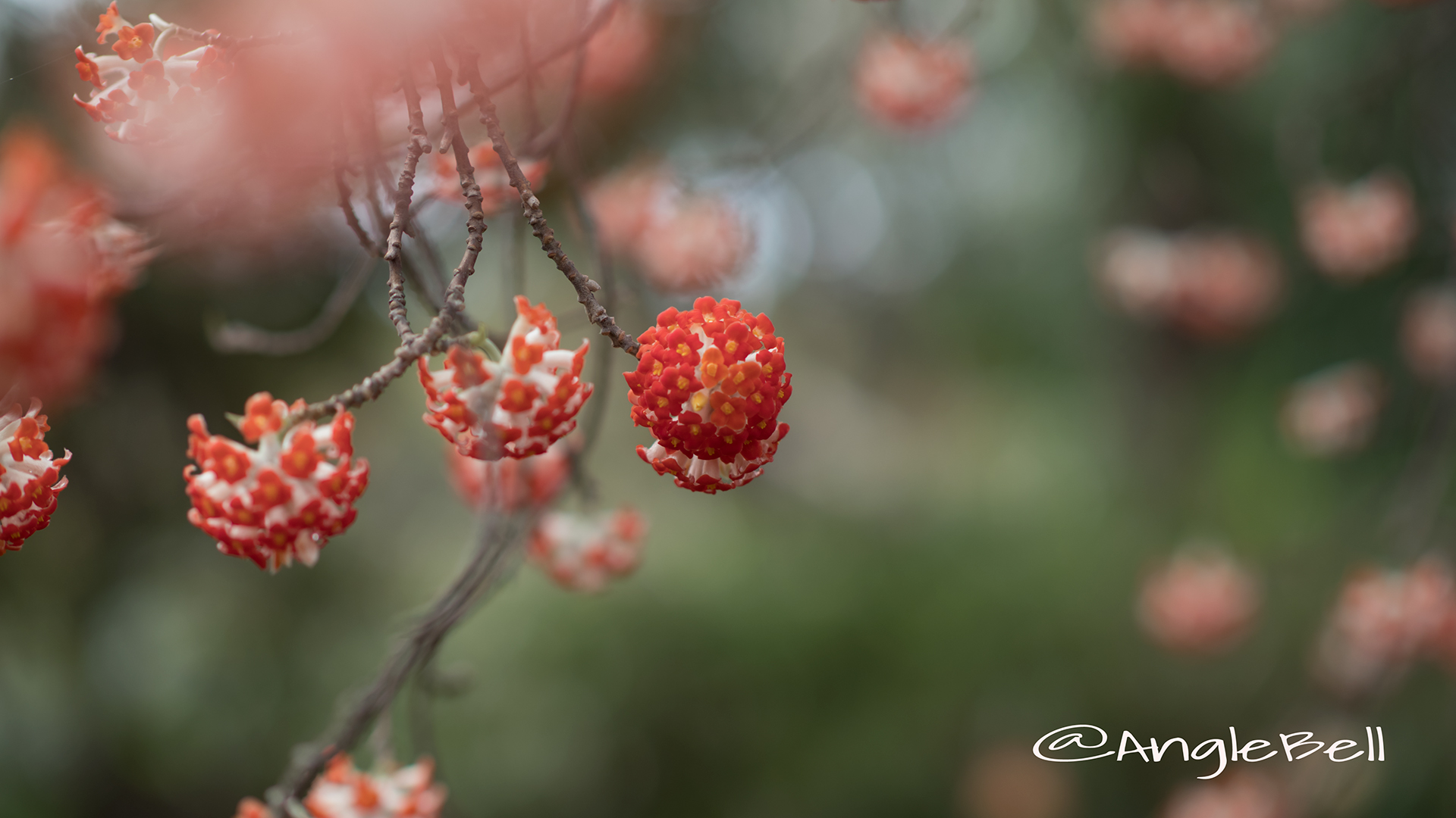 アカバナミツマタ 赤花三椏 Flower Photo2