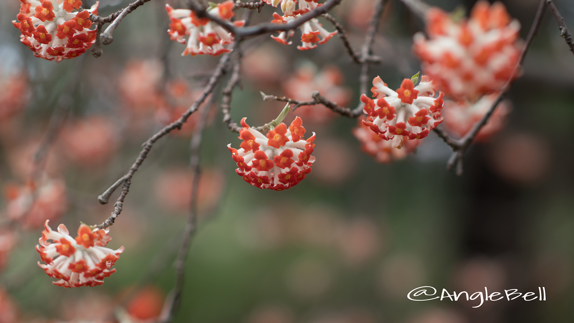 アカバナミツマタ 赤花三椏 Flower Photo3